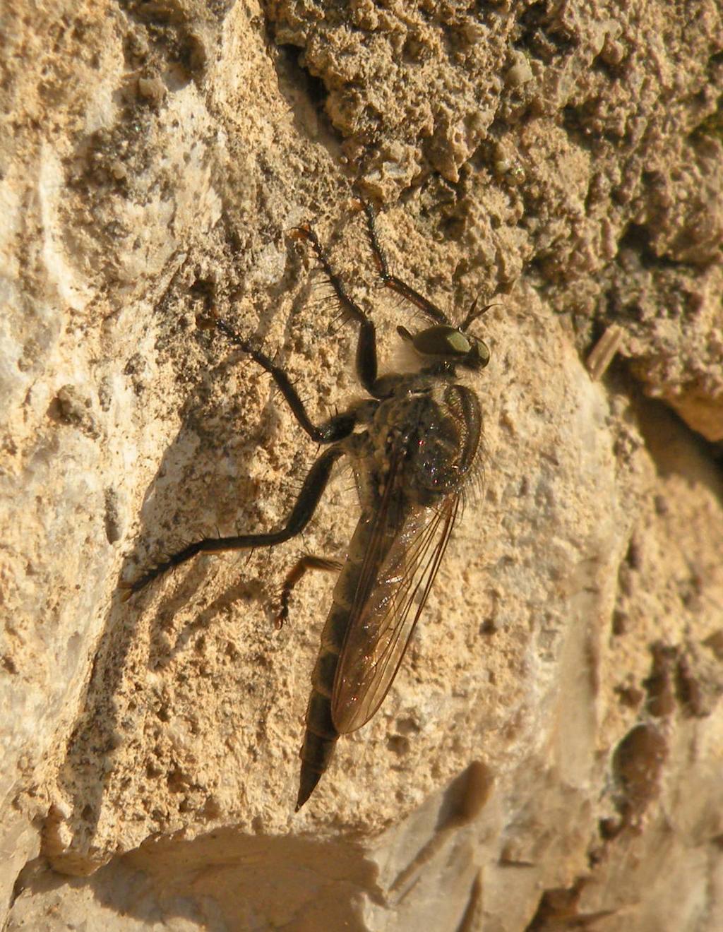 Asilidae greci